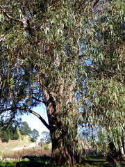 Eucalyptus macarthurii