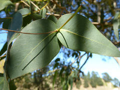 Eucalyptus macarthurii