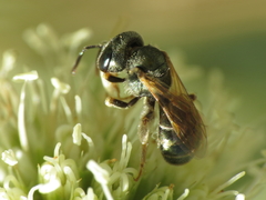 Halictus gemmeus