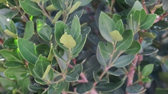 Robsonodendron eucleiforme