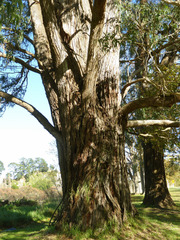 Eucalyptus macarthurii