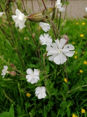 Silene latifolia