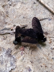 Chrysopilus velutinus