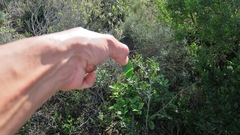 Robsonodendron eucleiforme