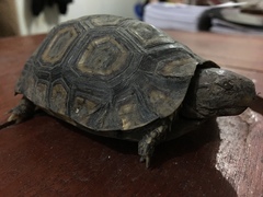 Kinixys belliana