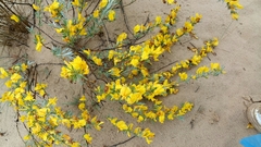 Chamaecytisus borysthenicus