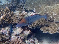 Lethrinus miniatus