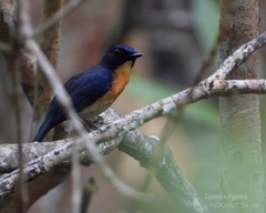 Cyornis rufigastra