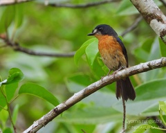 Cyornis rufigastra