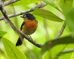 Cyornis rufigastra