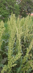 Rumex confertus