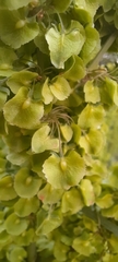 Rumex confertus
