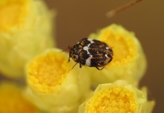 Anthrenus angustefasciatus