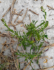 Lepidium desvauxii