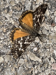 Athroolopha pennigeraria