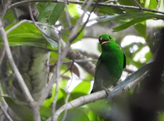 Calyptomena viridis