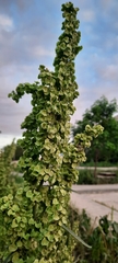 Rumex confertus