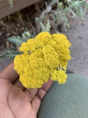 Achillea filipendulina