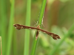 Marasmarcha lunaedactyla