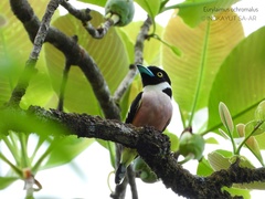 Eurylaimus ochromalus