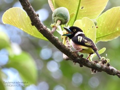 Eurylaimus ochromalus