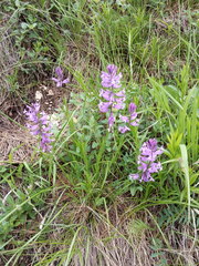 Polygala major