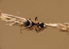 Raglius confusus