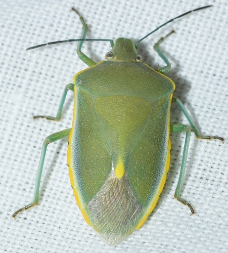 Brachynema germarii