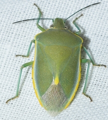 Brachynema germarii