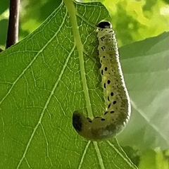 Pristiphora alpestris