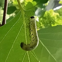 Pristiphora alpestris