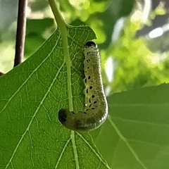 Pristiphora alpestris