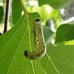 Pristiphora alpestris