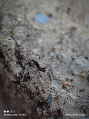 Menemerus bivittatus