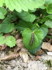 Argynnis paphia