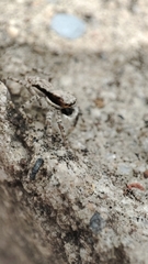 Menemerus bivittatus