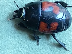 Hister quadrimaculatus