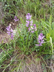 Polygala major