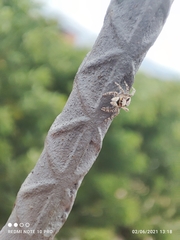 Menemerus bivittatus