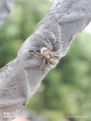 Menemerus bivittatus