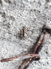 Menemerus bivittatus