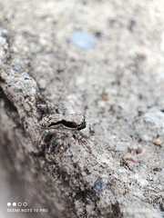 Menemerus bivittatus