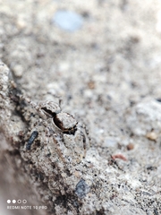 Menemerus bivittatus