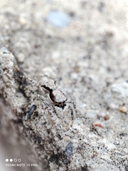 Menemerus bivittatus