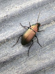 Poecilus versicolor