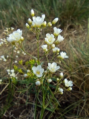 Eremogone longifolia