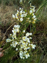 Eremogone longifolia