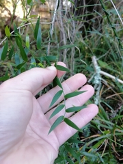 Asparagus kraussianus