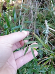 Asparagus kraussianus