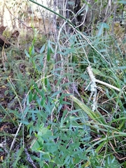 Asparagus kraussianus